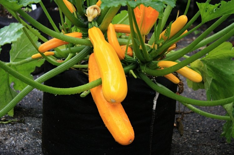 Kvetináčová zelenina - letná tekvica a mnohé z jej odrôd sú perfektné letná tekvica žltá zelenina nápad ľahký zber balkónový kvetináč