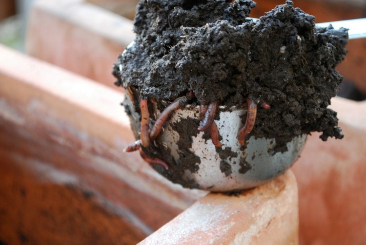 zelenina v kvetináči červy zeme nápady nápady