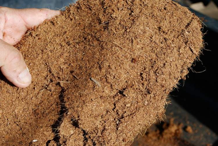 červa pôda sušené živiny zelenina v kvetináči nápad