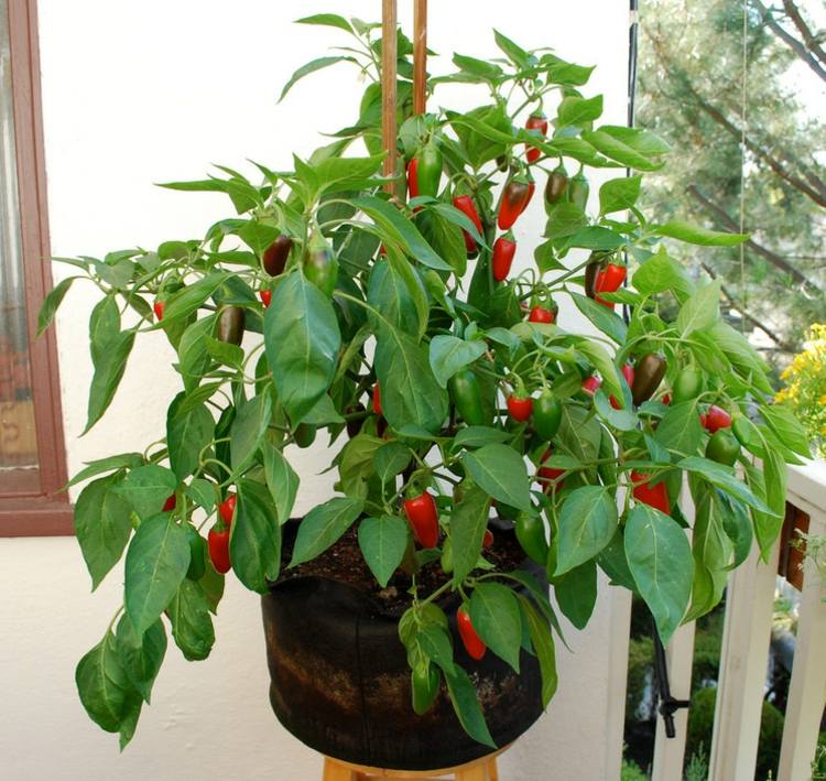 chilli paprika rastlina zelenina zdravá záhrada pestovať