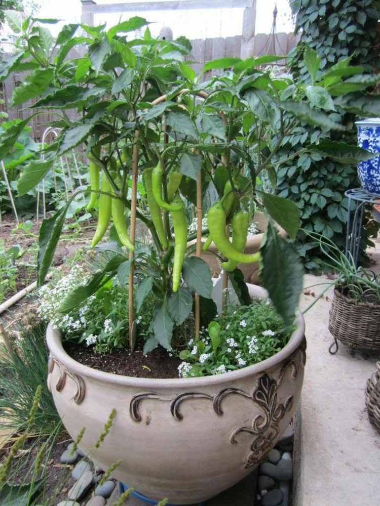 čili papričky terakotový kvetináč veľké rastliny idea garden