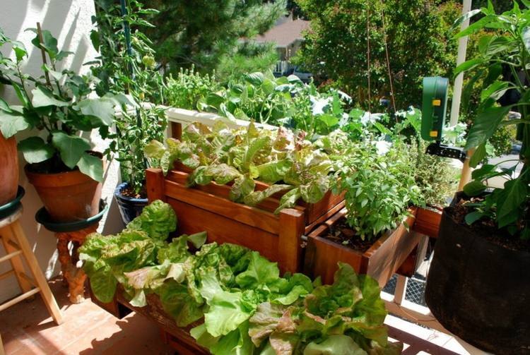 záhradný balkón kvetinový box zelenina v zábradlí kvetináča