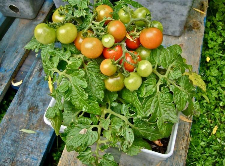 paradajky čerešňový kvetinový box paleta záhradnícke tipy starostlivosť