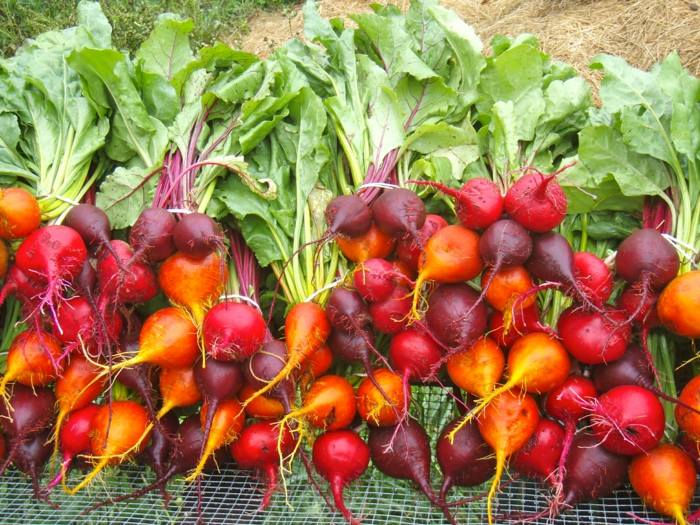 repné rastliny odrody záhradná koreňová zelenina žlto červená