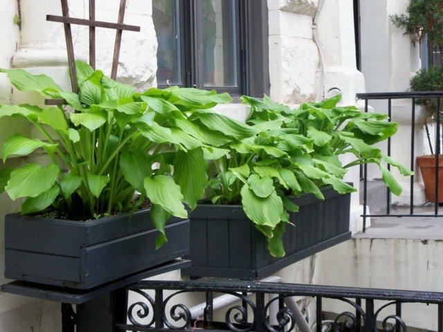 Vytvorte drevenú škatuľu-zeleninu