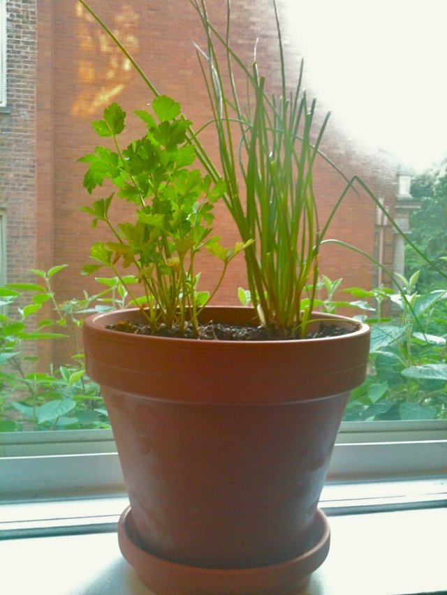 Zeler z póru na parapete