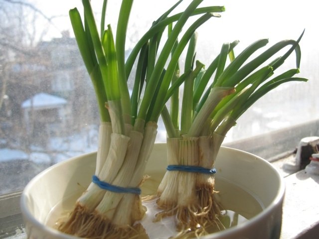 Pór na parapete v zime