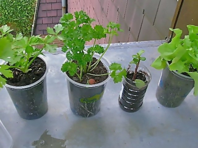 Zeler na parapete-plastový hrniec