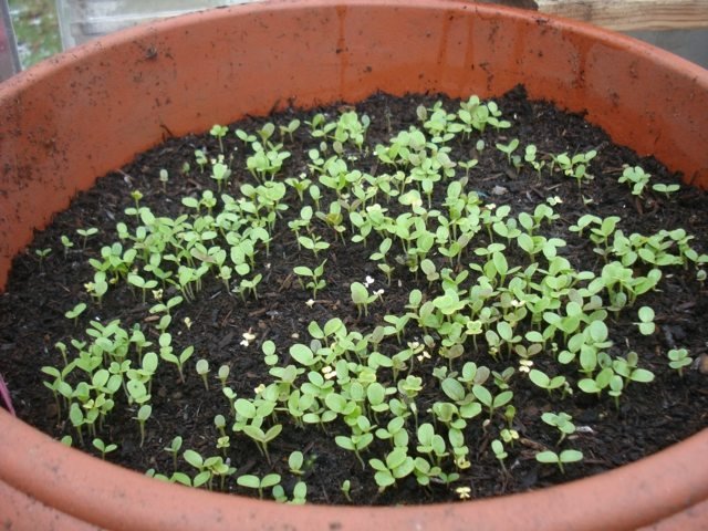 Pestujte zeleninu na parapete