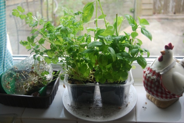 Petržlen a bazalka na parapete