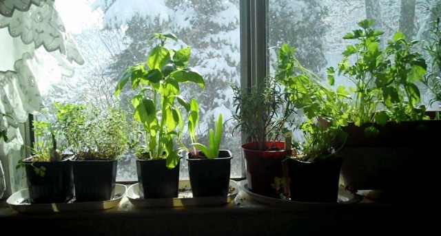 Byliny na parapete-zelenina-zimný pohľad