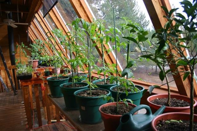 Šalát a špenát v kvetináčoch