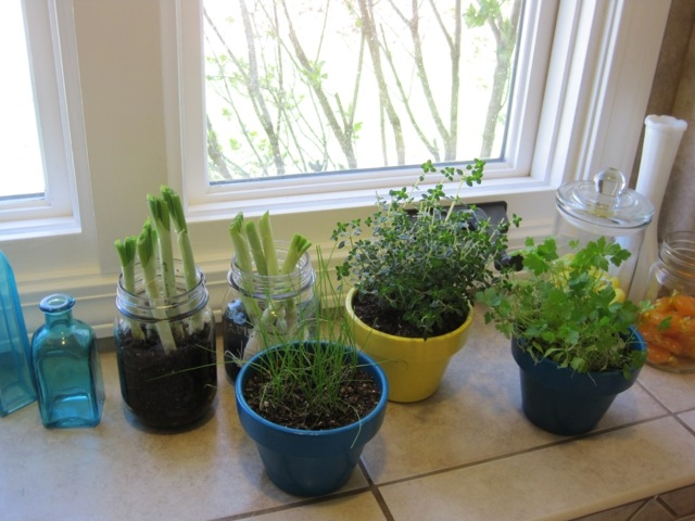 Zelená cibuľa-petržlenová vňať na parapete