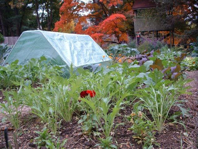 Zelenina-záhrada-v januári-strom-červené listy