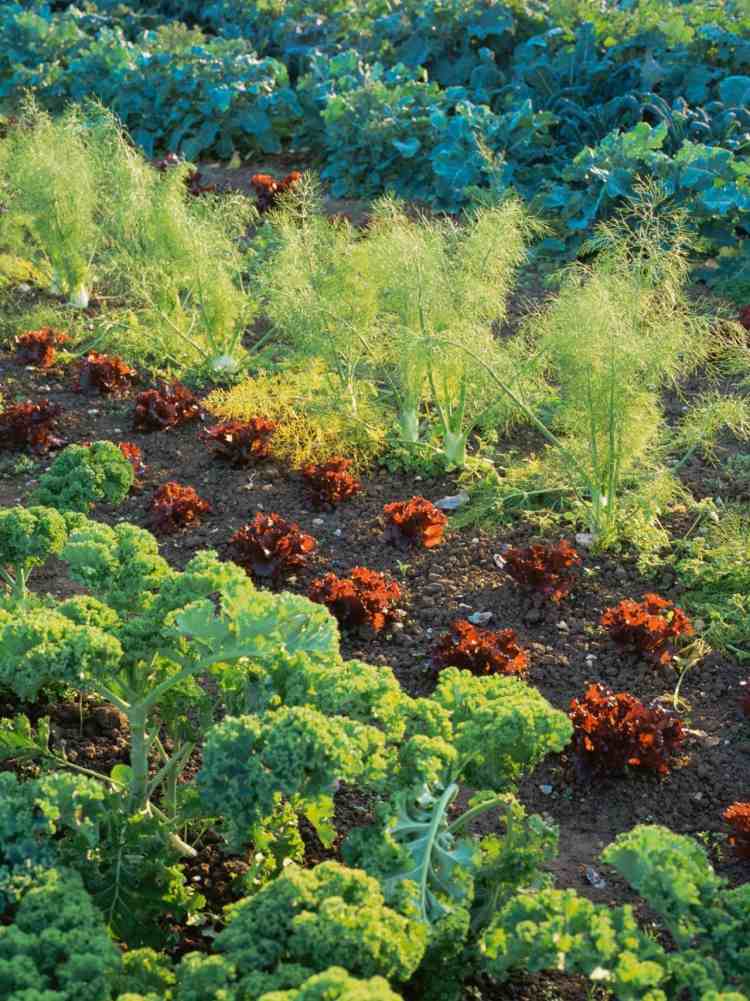 Vopred si pripravte plán s požadovanými druhmi zeleniny zeleninova-zahradna-plan-vytvor-zeleninova-rastlinna-zem-zahradna-starostlivost