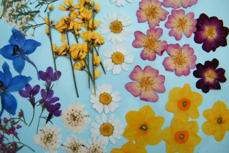 lisované kvety pestré-farby-záhradné-kvetinové-nápady