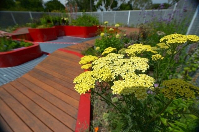 Trvalky Strešná záhrada Austrália Letné slnečné rastliny