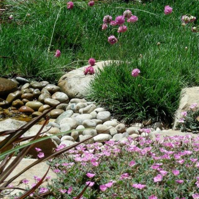 Záhradná cesta kamene letné kvety Letné kvety vodná tráva