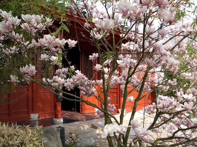 kvitnúce čerešne v záhrade-ázijské inšpirované kvitnúce čerešne v záhrade ďalekého východu