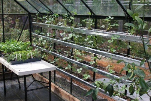 Sklenené domy stavajú rastliny stavajú-odrezky policový systém box