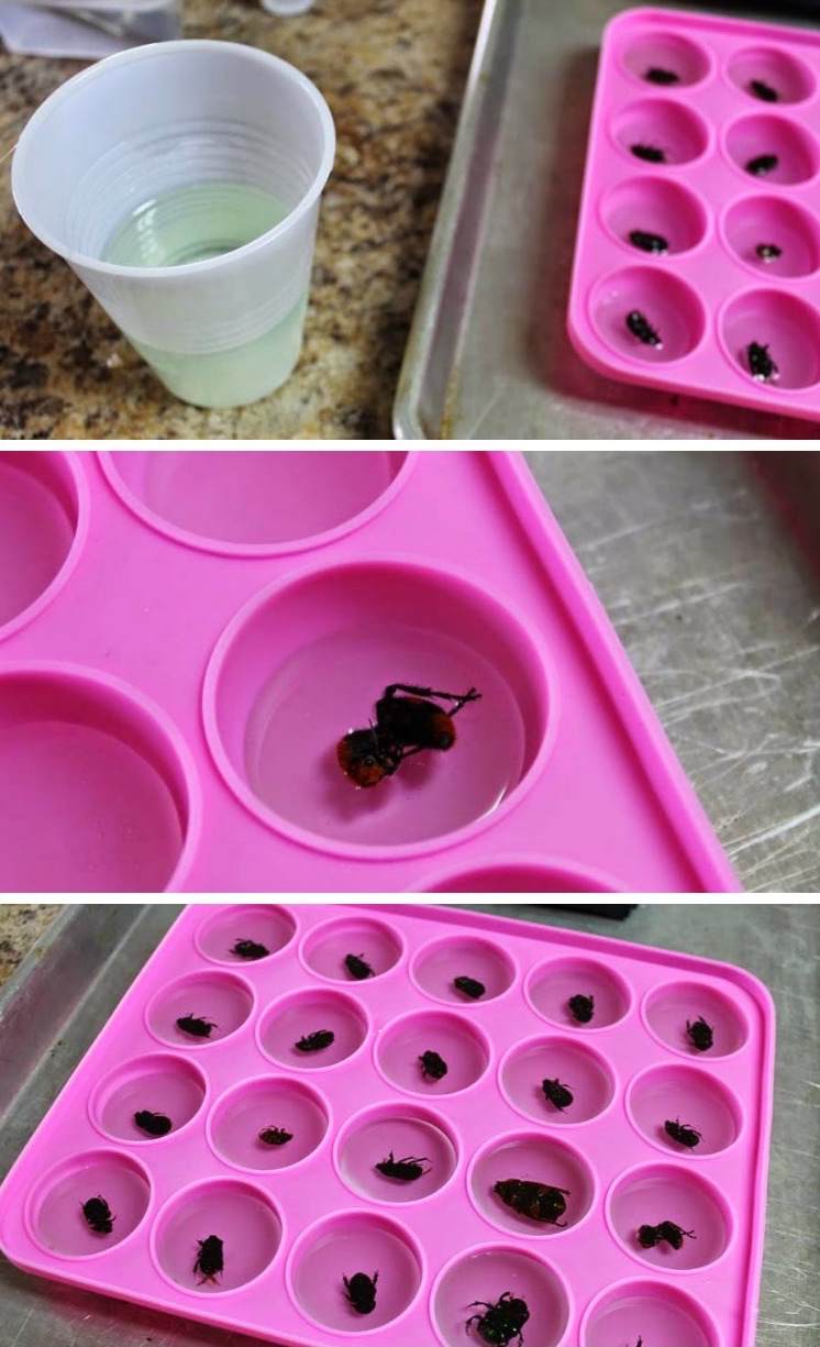 Vyrobte si šperky z liatej živice sami z pripraveného hmyzu Šperky z liatej živice-vyrobte si-vlastné-návod-tvary-krištáľovo čisté