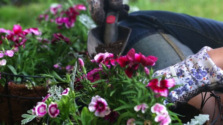 výsadba hrobov na jeseň nápady vhodné-kvety-rastliny-ročné