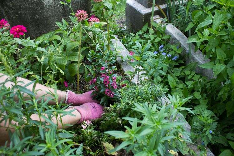 výsadba hrobov-na jeseň-nápady-vhodné-kvetinové rastliny