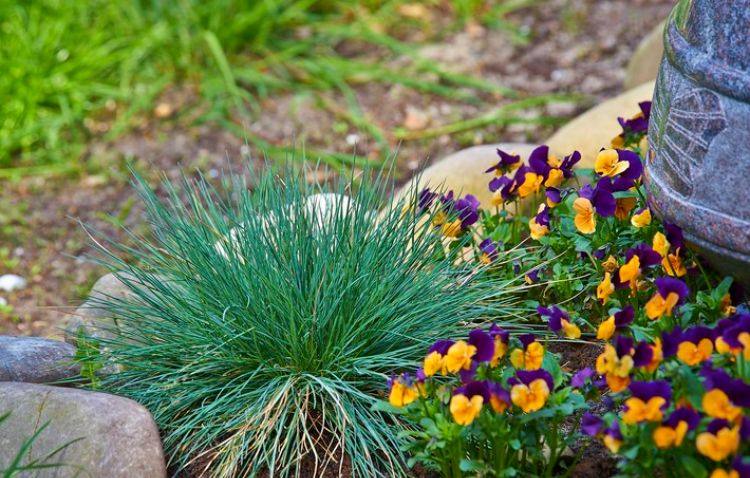 výsadba hrobov na jeseň nápady zodpovedajúce-kvety-rastliny-macešky