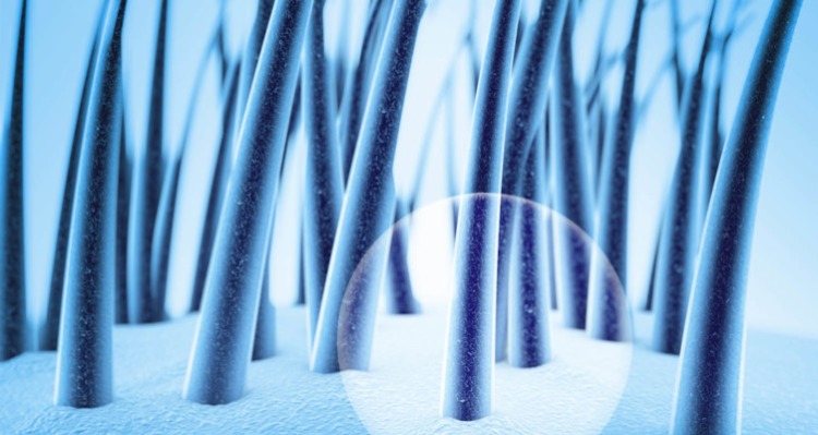 vlasové folikuly pod mikroskopom tvorba sivých vlasov