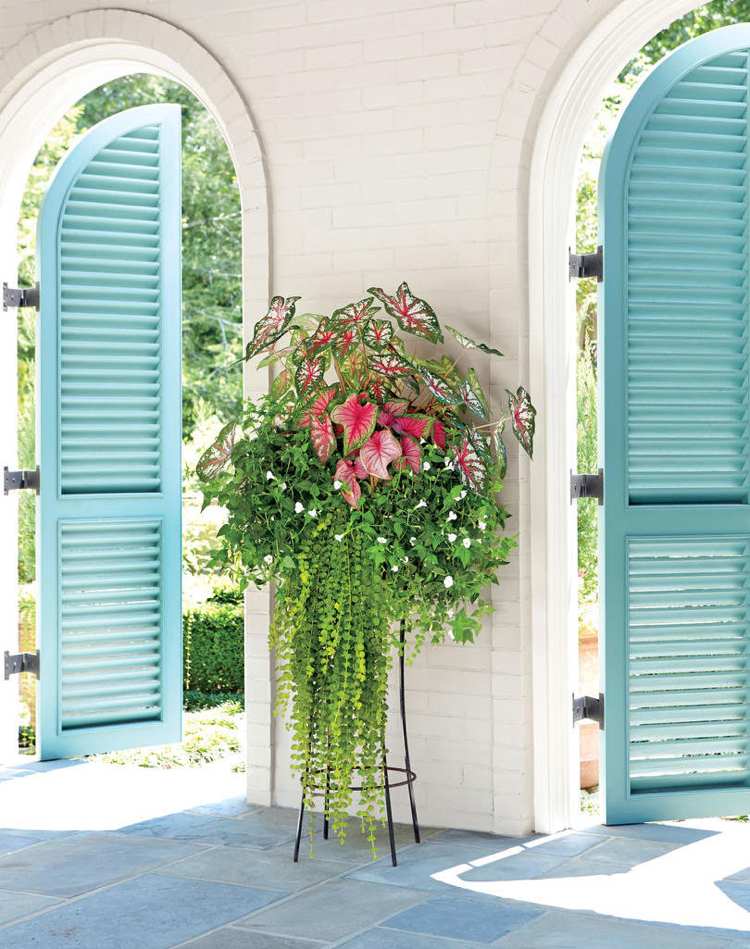 Kvetináče vysádzajú odtieň caladias pennywort Fournier-Tourenien