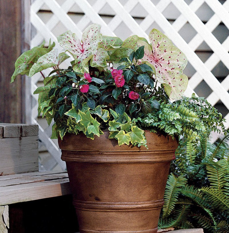 Papradie Ivy Impatiens Caladien Shade