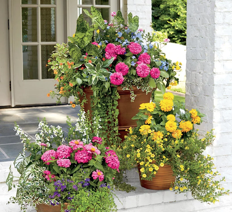 Kvetináče skupina terasa zinnias žltá fuchsia