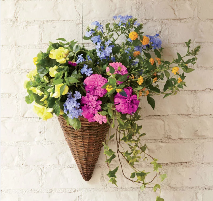 Prútený kôš zinnias pelerína meniaca bylinkový brečtan