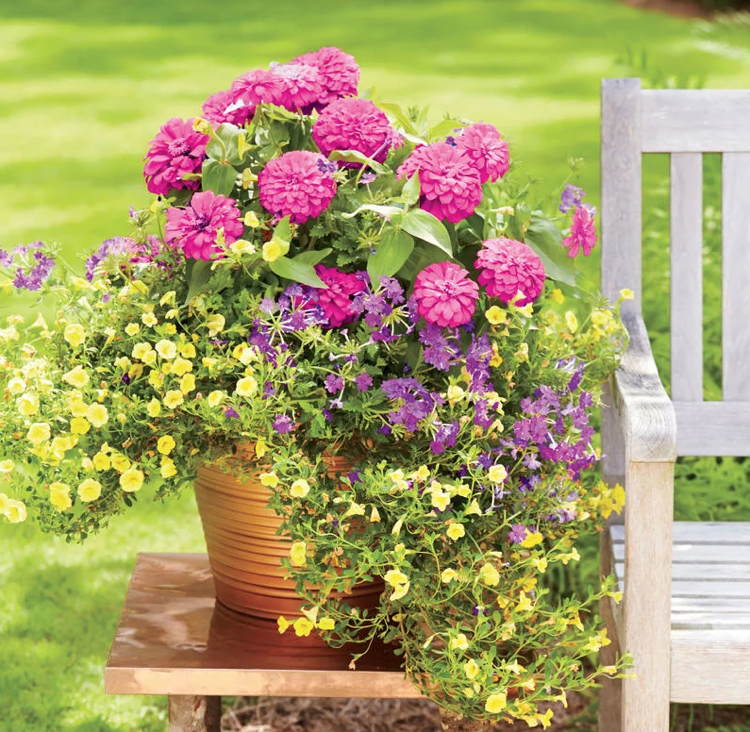 Letné Zinnias Magic Bells Verbenas