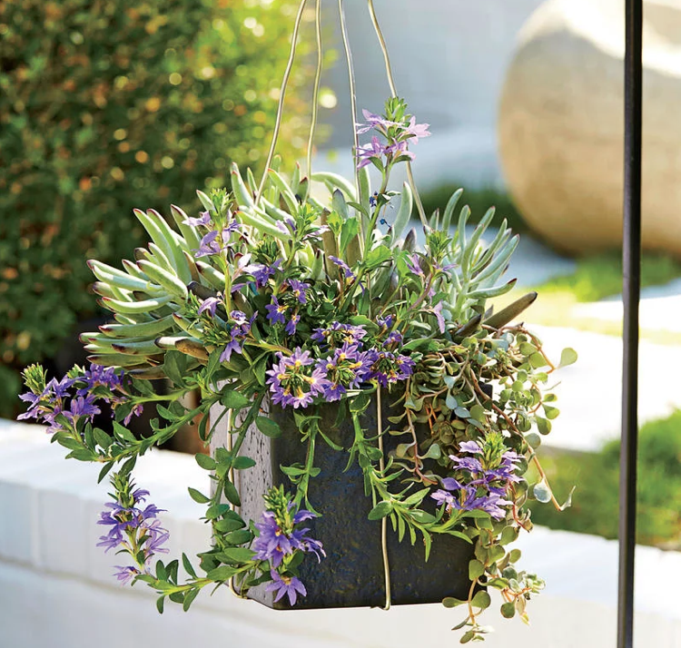 modrý vejárovitý kvet sukulentný letný závesný kvetináč zo sklenených vlákien