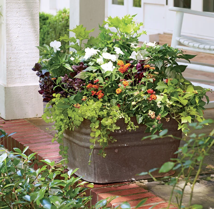 Kvetináče vysádzajú letné cínové vane konvertibilné ruže pracovité jašterice