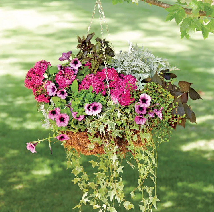 letný závesný košík dianthus strieborný brečtan