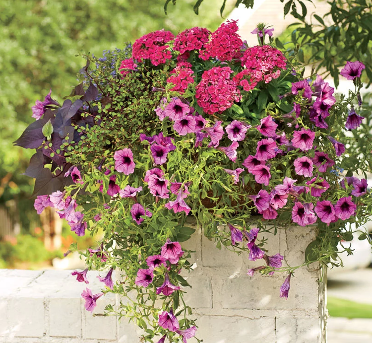 Vlasové kvetináče Petunia Dianthus Bob v lete