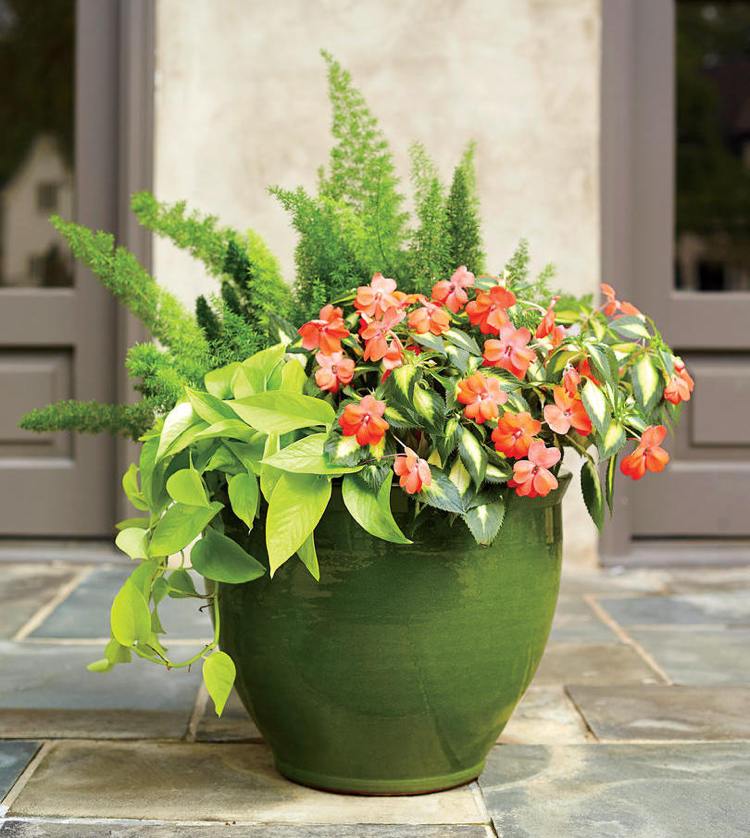 Slnečná terasa okrasná špargľa Impatiens Efeutute Neon