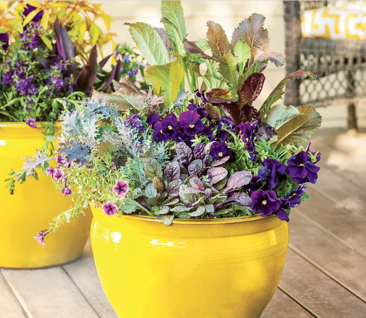 Šalát zo zmiešanej kultúry zelenina maceška žltá veľký kvetináč