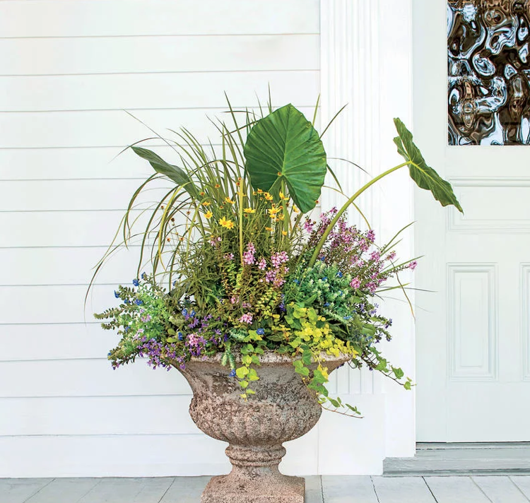 veľké kvetináče rastlina letná rastlina taro slonie ucho