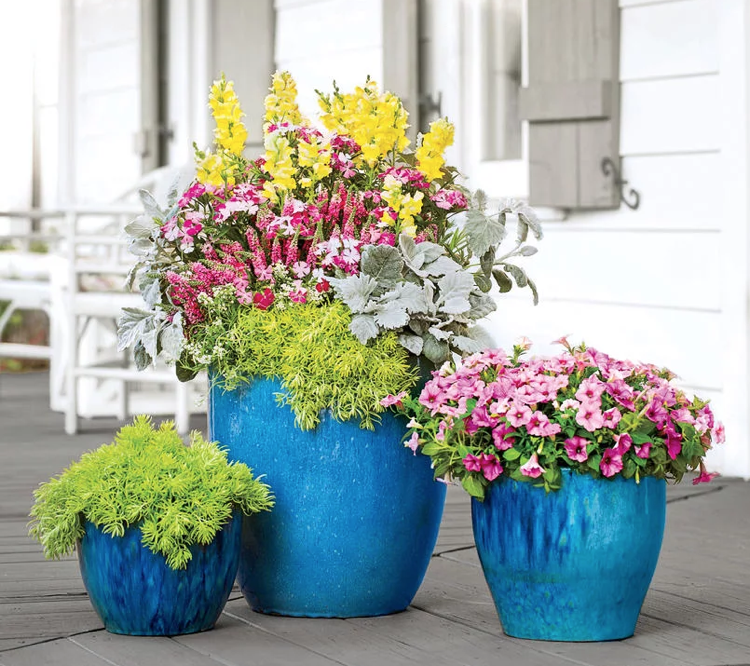 rastlina veľkých kvetináčov Snapdragon Dianthus sedum petunia