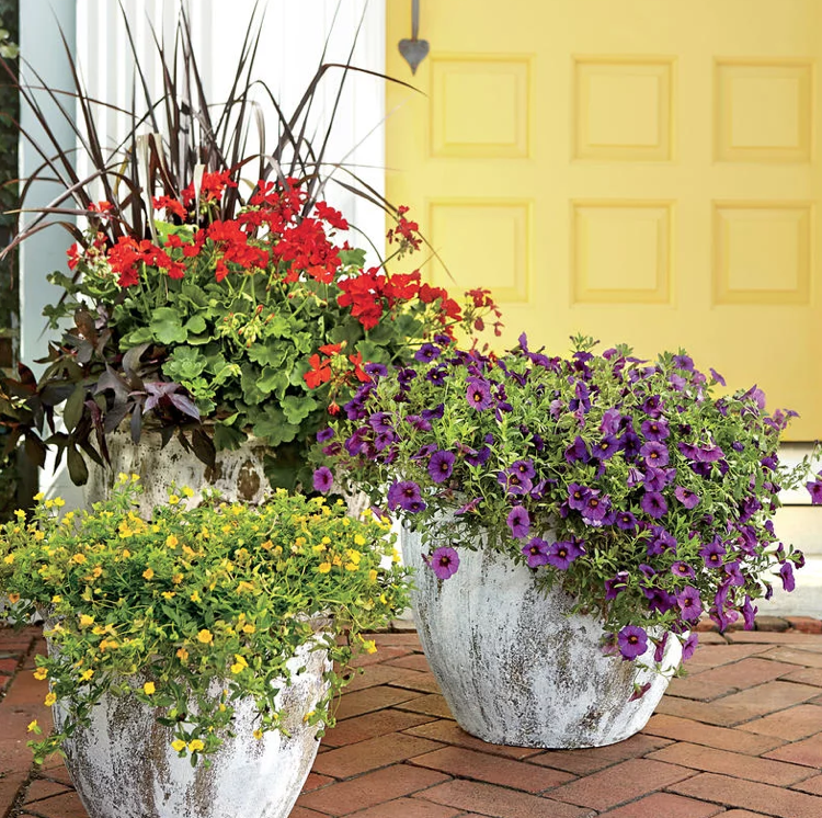 veľká skupina kvetináčov muškáty magické zvony Mecardonia