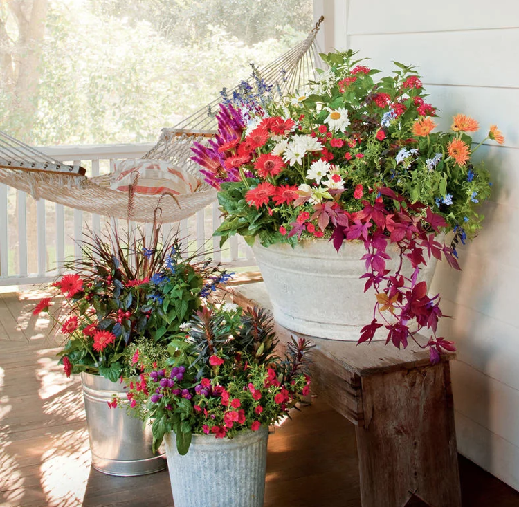 Pewter Bucket Flowers Gerbera Daisies Sage Marguerites