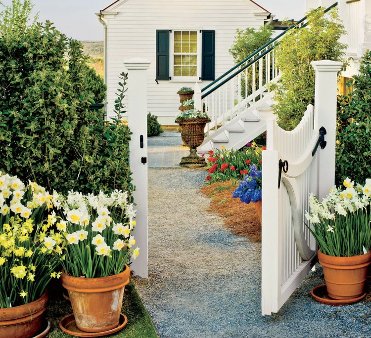 Jarné hlinené kvetináče narcisov rôznych druhov narcisov