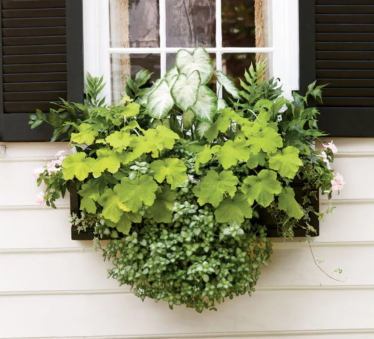 Okenný box tienidlo cezmína holubí buky Caladium Heuchera