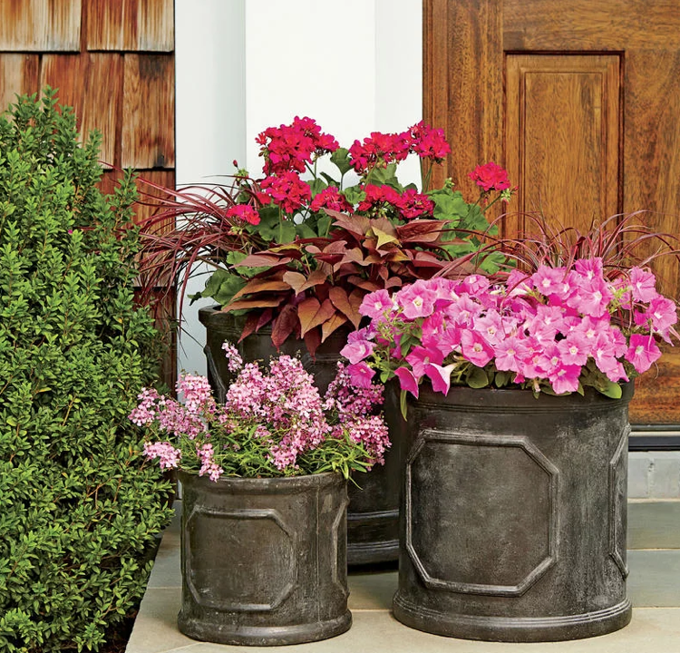 veľké vane rastlina terasa leto pennon tráva muškáty petúnie angelonias