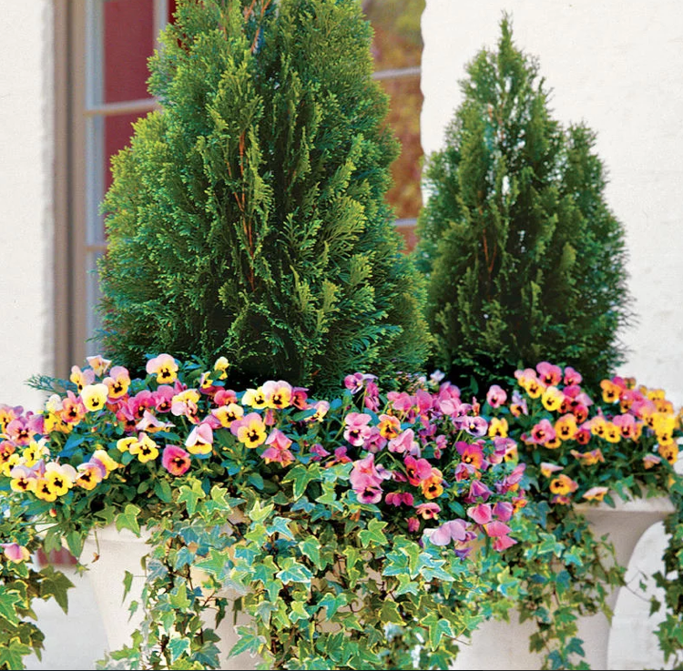 Celoročne vysádzajte veľké kade, ihličnany, macešky, odolný brečtan