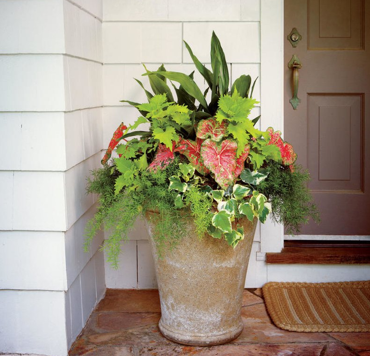 Tienidlo vedrá rastlina Coleus lezenie Fig dlabačka