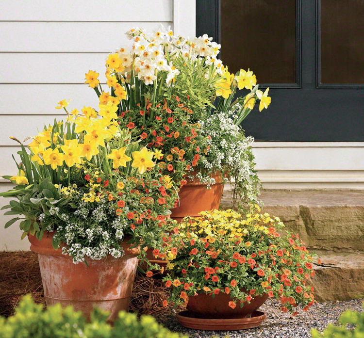 Jarné veľké kvetináče narcisy Zauberblöckchen Silberkraut Elfenspiegel nemesia